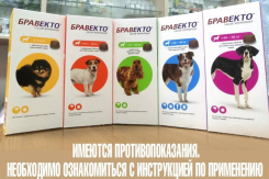 Волгодонцам раскрыли секрет нового способа борьбы с клещами и блохами у питомцев